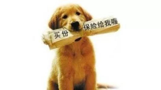 寵物保險(xiǎn)怎么挑選？有寵物的你確定不了解一下？