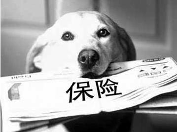 寵物保險(xiǎn)怎么挑選？有寵物的你確定不了解一下？